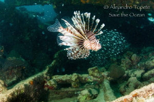 Lion Fish in Wreck, Isla Lobos Mexico by Alejandro Topete 